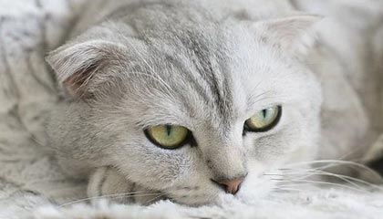 开云官网APP下载-勇士防守反击连击送开拓者连败，勇士对开拓者阵容