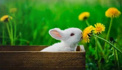 kaiyun体育综合-公牛力克森林狼，抢七大战中德罗赞末节爆发，公牛得到德罗赞