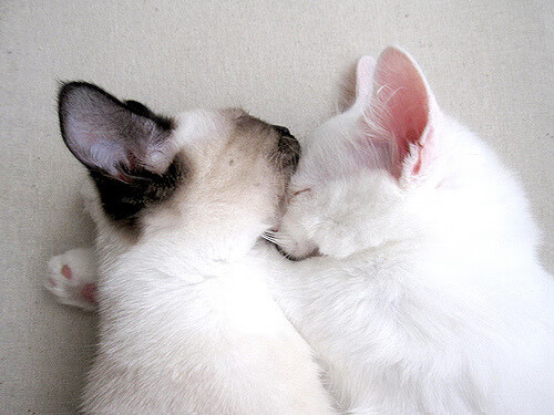 _魔术队拼劲十足,逆转对手_,魔术队全名叫什么