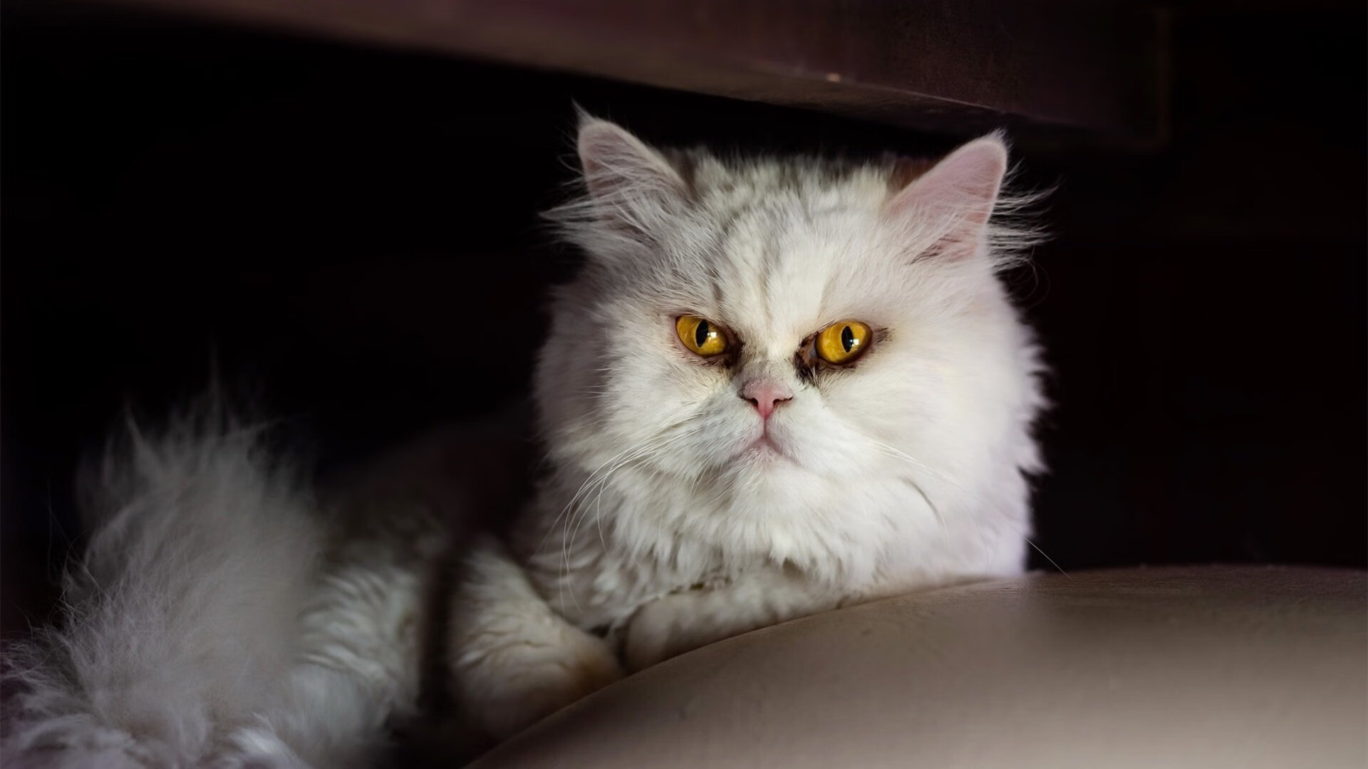 全国青少年“篮球教育联盟”正式成立,推动青训行业规范化,全国青少年篮球训练营