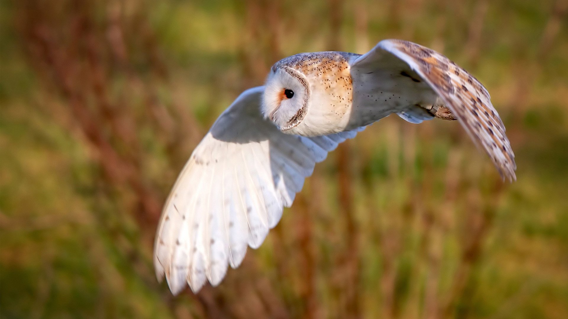 德甲转会:多支劲旅补强中场,争夺联赛冠军,德甲转会一览
