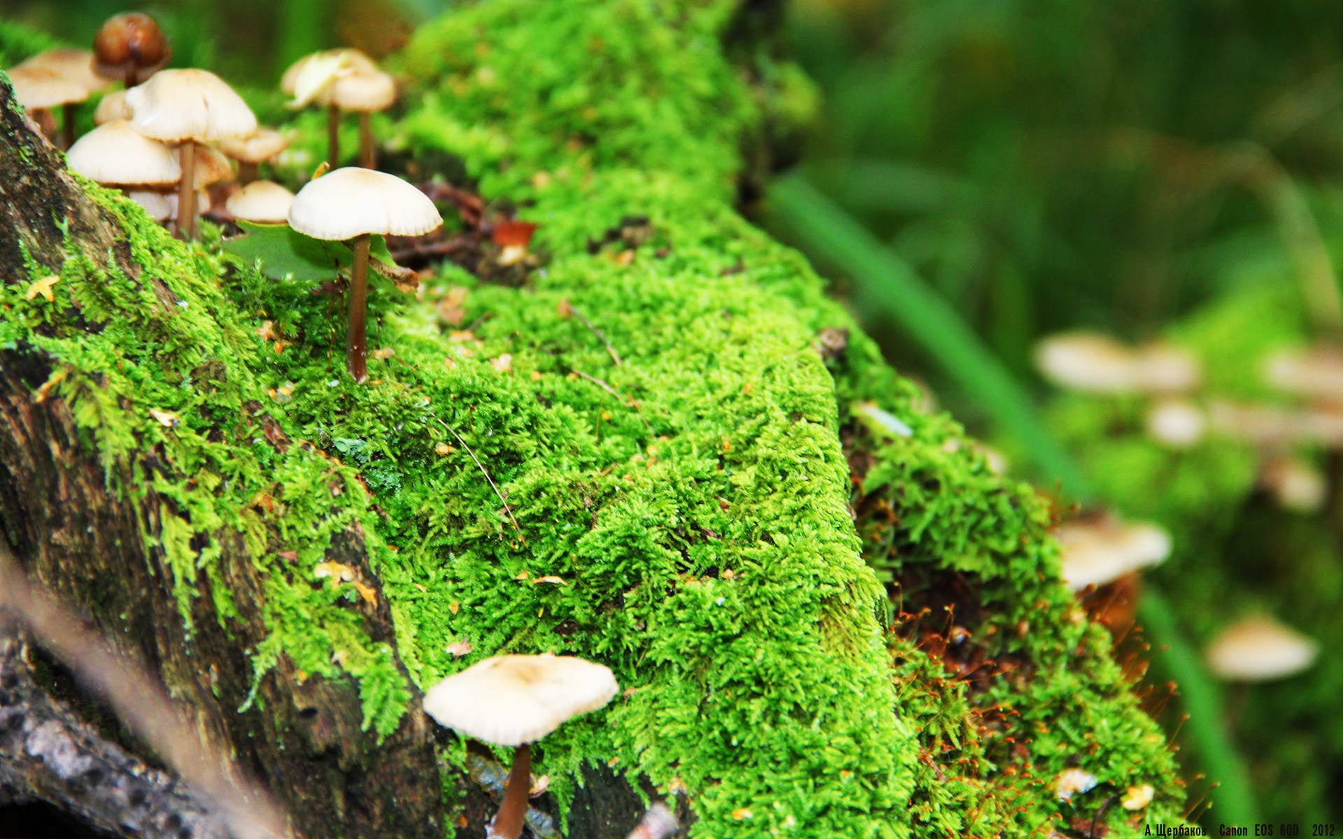 特色篮球合作品牌推新,打造多样化运动装备与文化产品,篮球队品牌