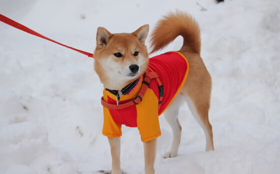上海上港决心取得关键胜利，不容有失，上海上港战绩