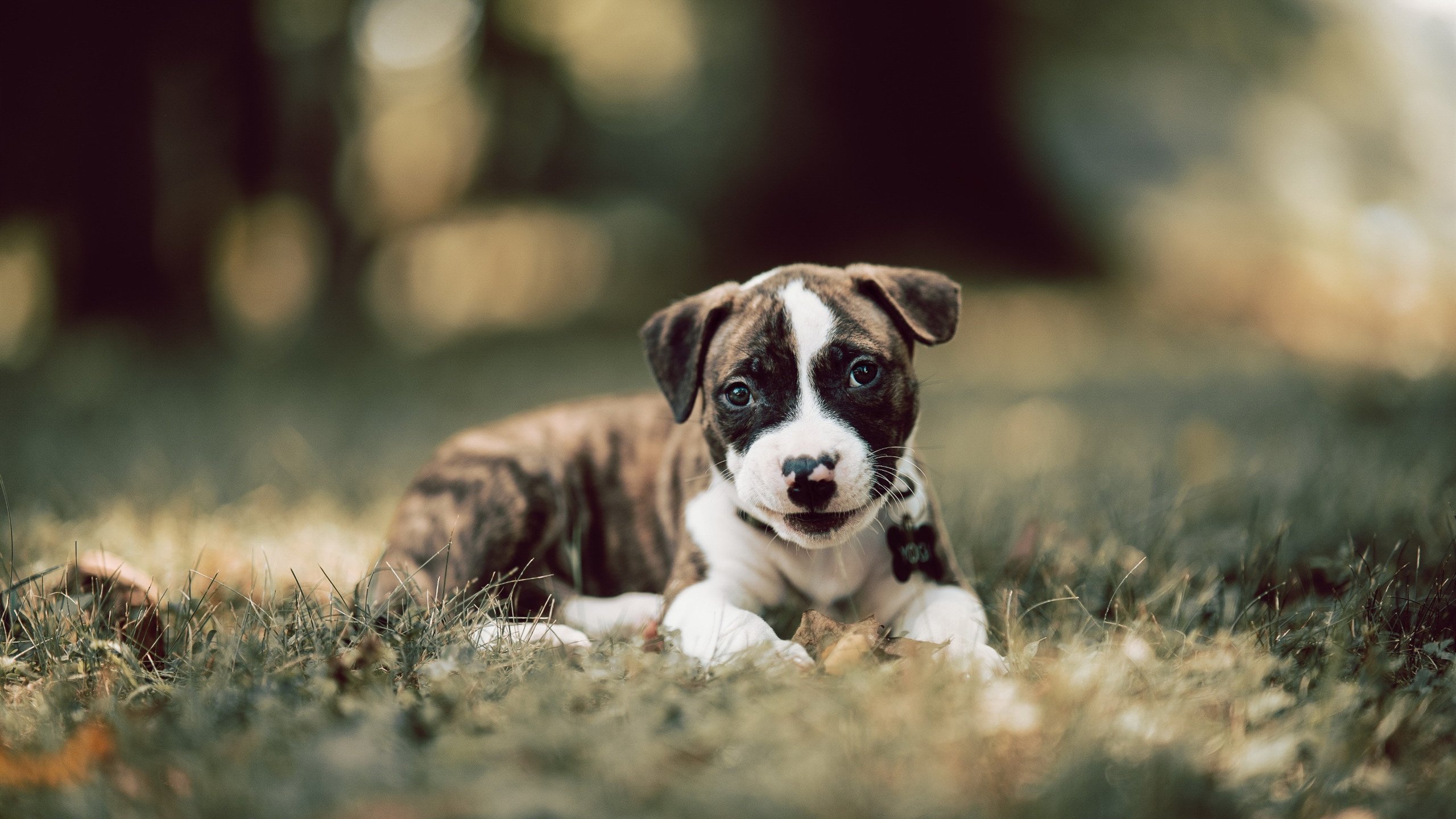 勇士险胜森林狼,全明星赛前哨战中库里锁死对手,勇士对战森林狼杜兰特库里两次绝平三分视频