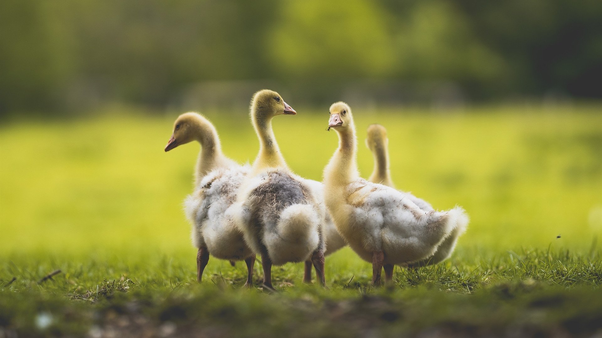 kaiyun体育app-多特蒙德再度遭遇伤病潮，关键球员疑似缺阵，多特蒙德的球星