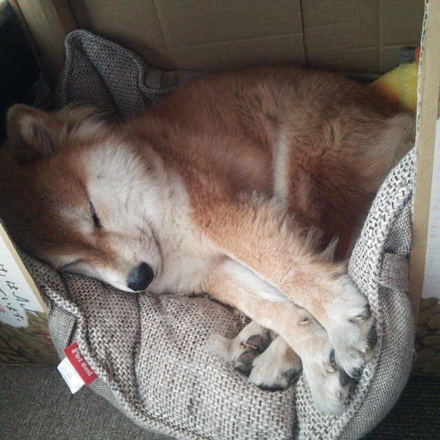 拉文表现出色,带领球队拼搏至最后一刻,拉文 acl