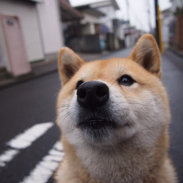 日本队防守端表现稳定,失球数大幅减少,日本防守类型