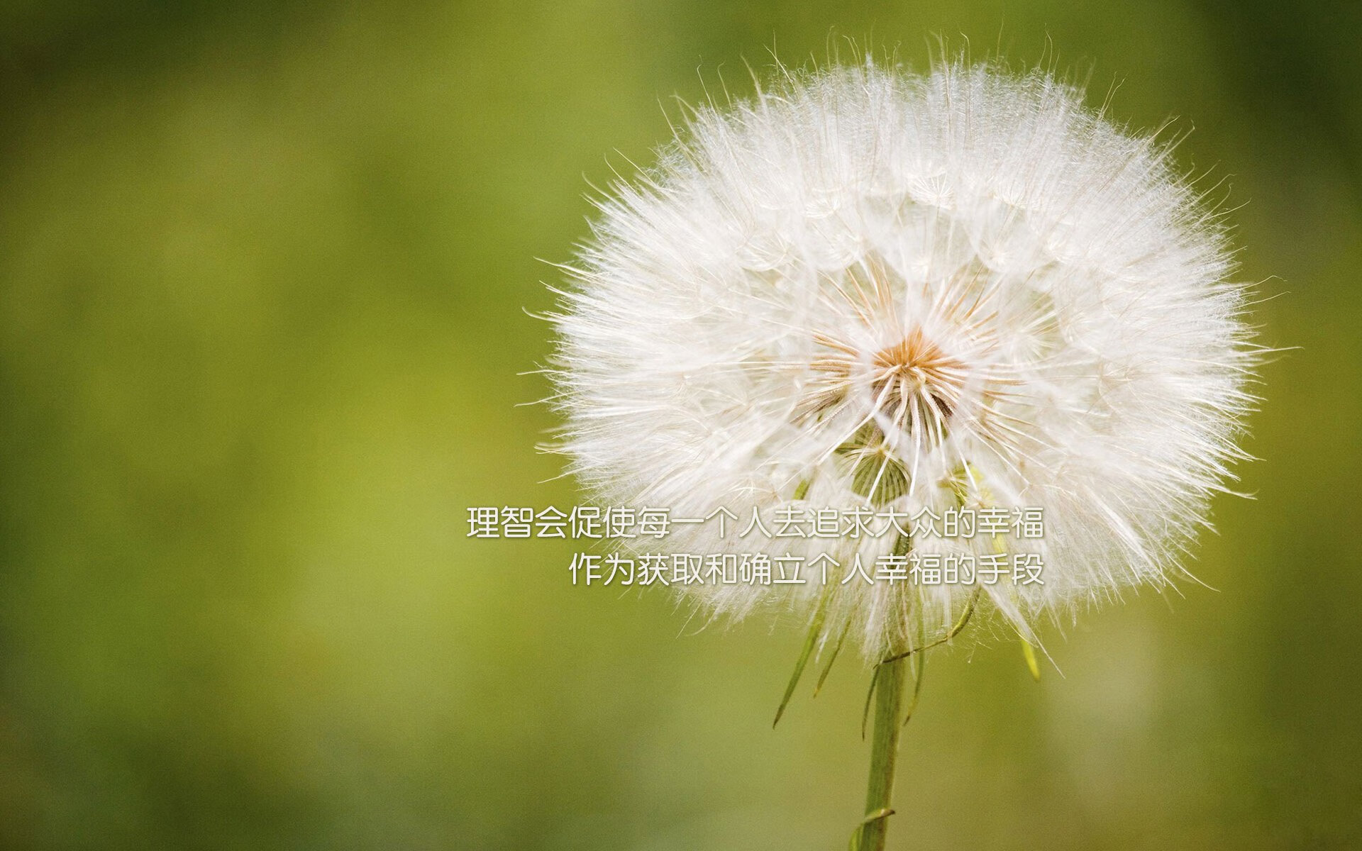 欧洲杯最佳年轻球员:西班牙队球员安苏·法蒂,欧洲杯西班牙的球星