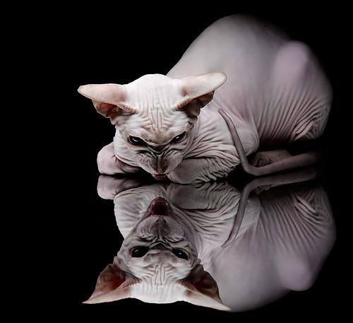 火箭队主帅:我们有信心在季后赛有所斩获,火箭队主力队员