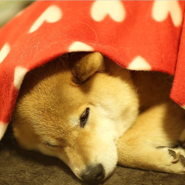 瑞典选手 Ztr 在国际赛事中崭露头角,wrc瑞典站