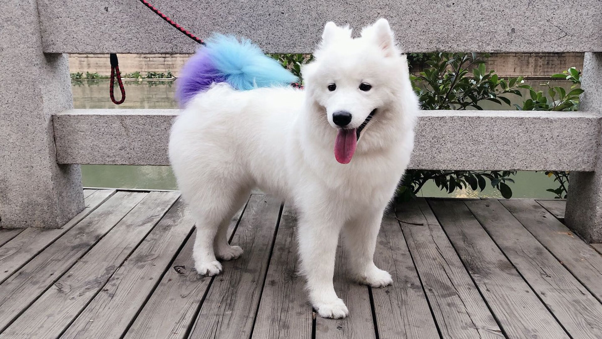 著名球员在比赛中展现出众技艺,助球队获胜,著名球员足球