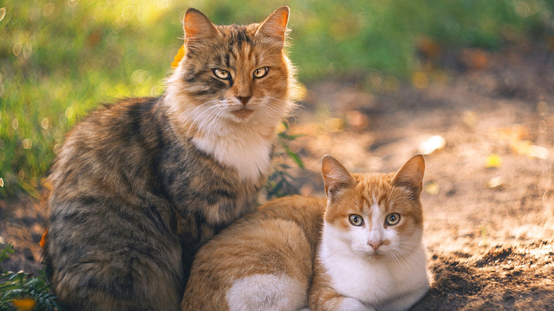 遗憾败北!阿尔巴尼亚欧洲杯出线路漫漫,阿尔巴尼亚欧盟