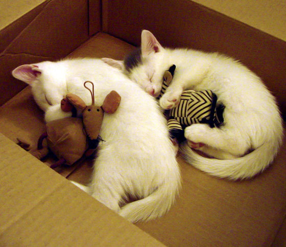 遭遇连败,球队危机四伏势必迎来转机,球籍危机是什么