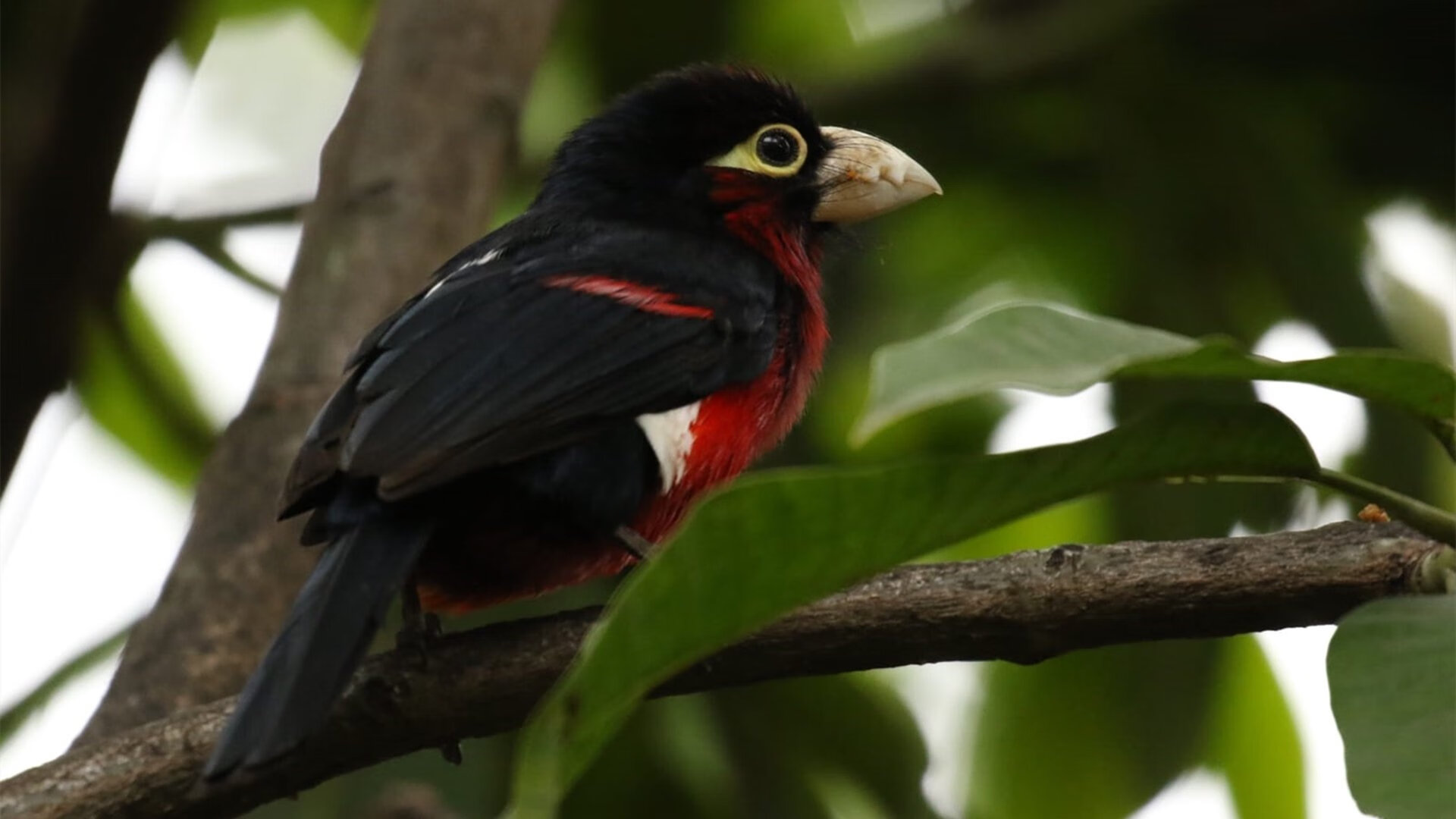 篮球运动员比赛策略实时调整技术研究,篮球比赛 运动员