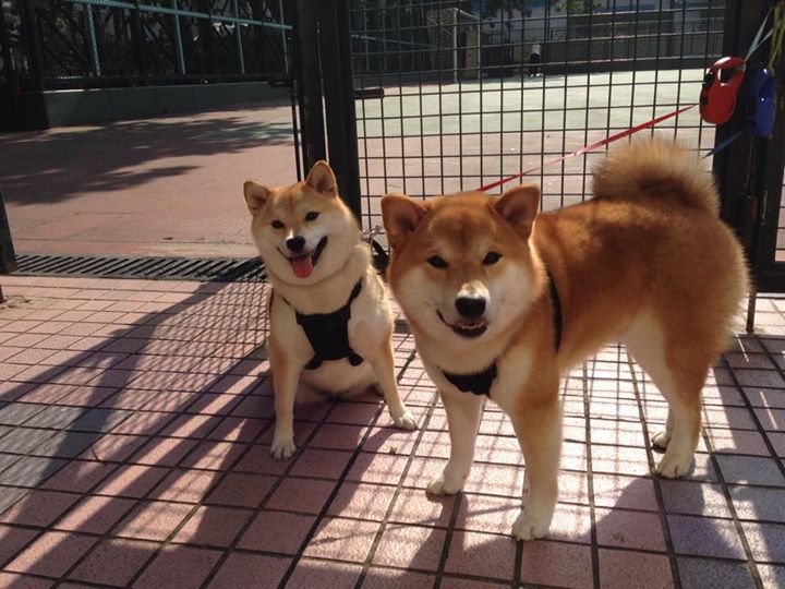 运动干预对肥胖青少年心理状态调节机制研究,运动干预对肥胖青少年心理状态调节机制研究的意义