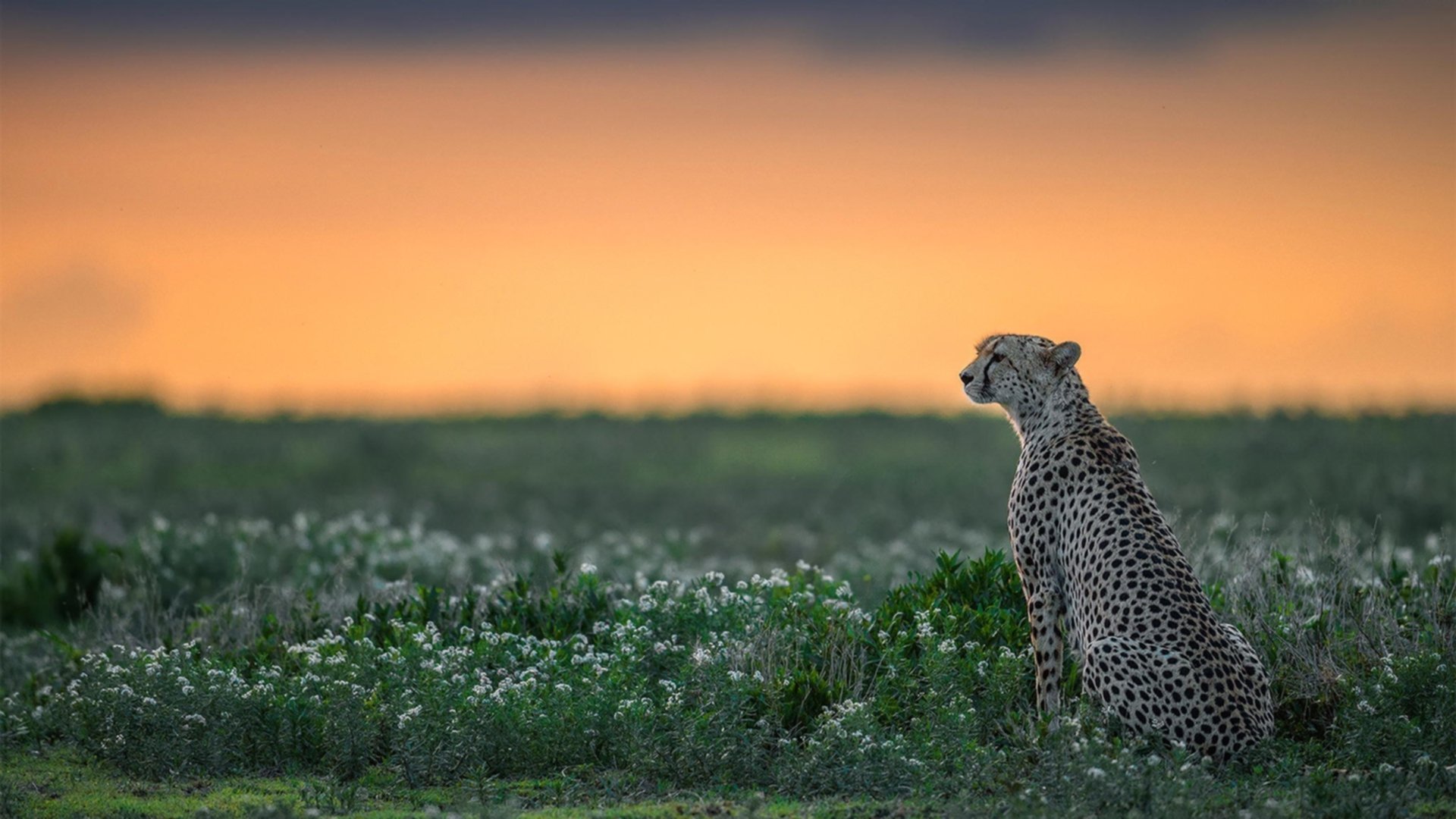 “缆绳滑水:东桃花岛赛场呈现全新水上运动魅力”