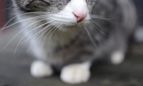 “高新体育中心：健力选手破纪录，举重赛场力与美的完美呈现”