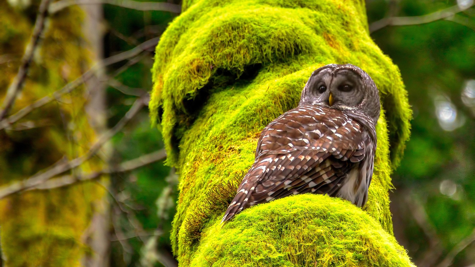 中国男篮教练组调整 注重技战术多样性,2021中国男篮教练组成员