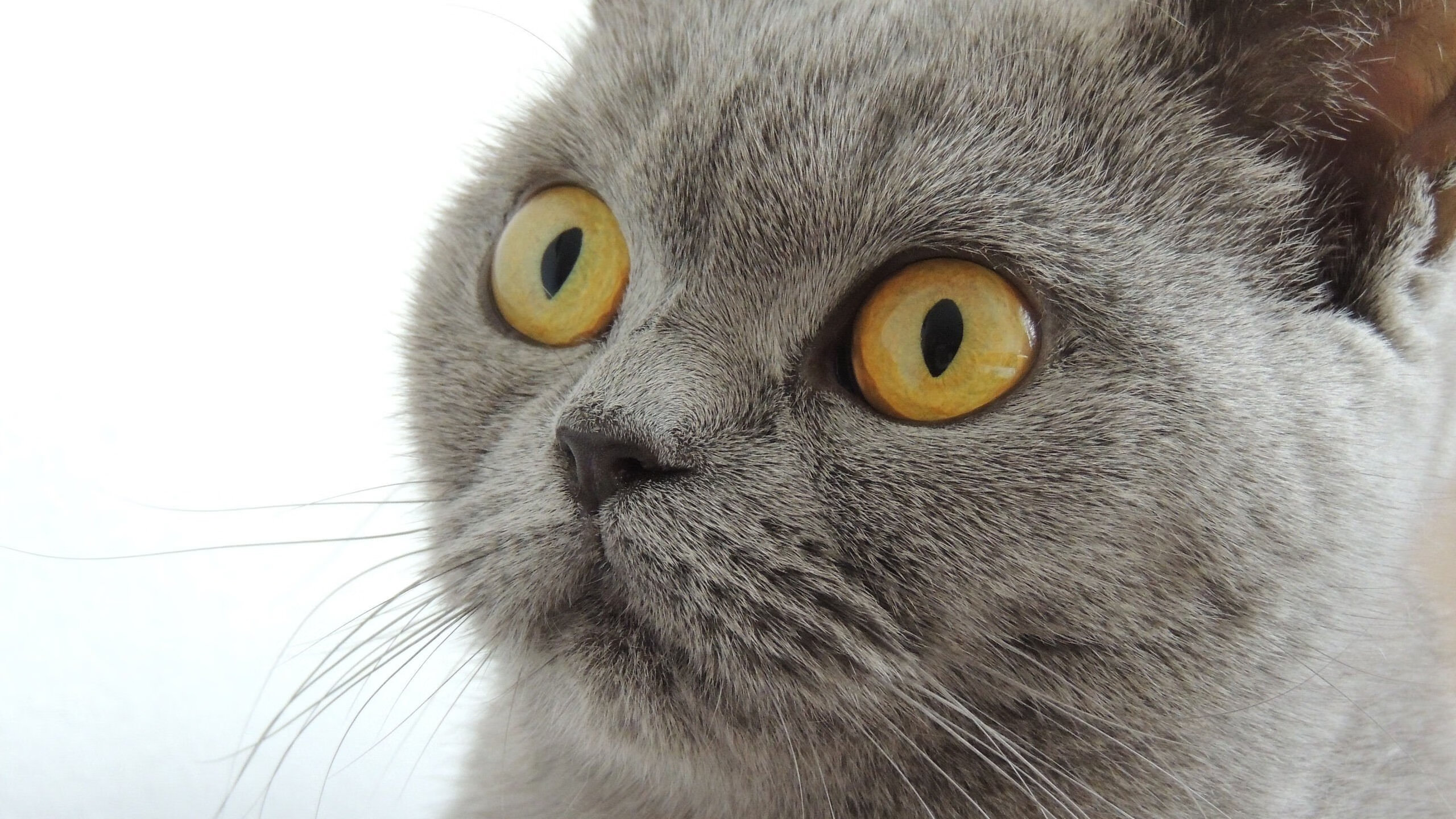 体育新闻中心主导体育媒体与社交平台战略对接,体育新闻机构