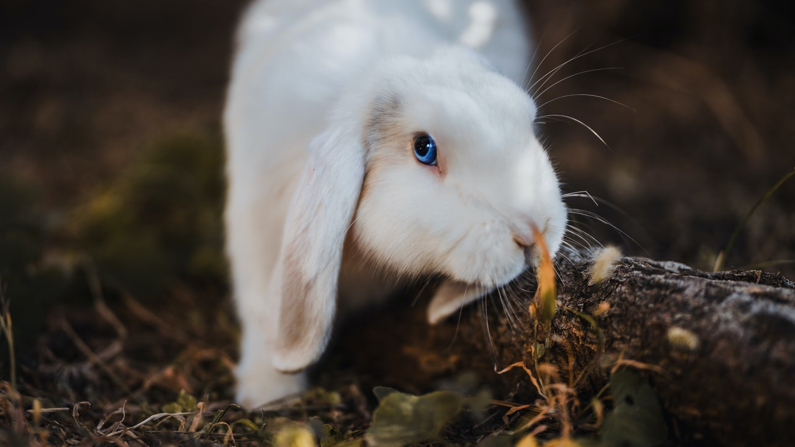 澳大利亚队在国际乒联混合团体世界杯的表现分析:意外惊喜,澳大利亚 乒乓球 lay