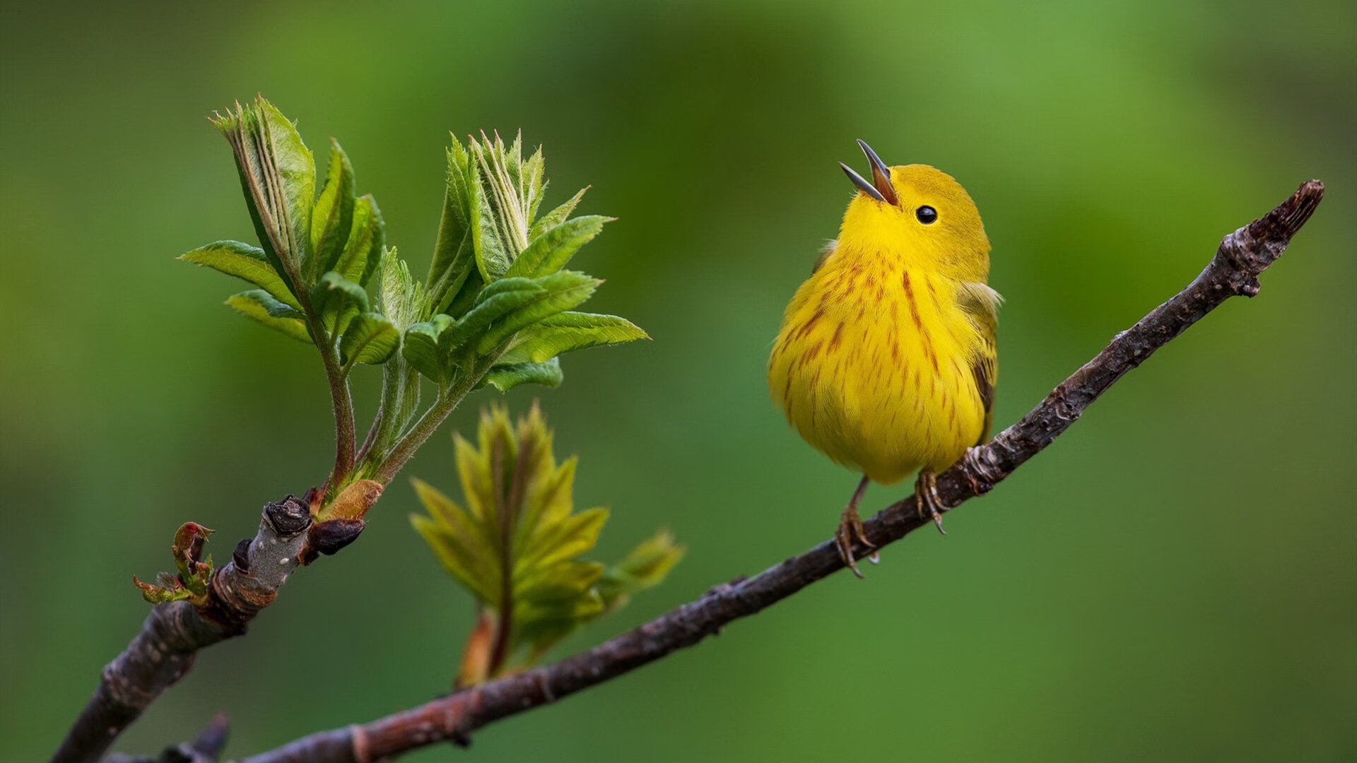 塞尔维亚男篮在欧洲预赛中不断努力,追逐奥运荣耀!,塞尔维亚男篮最好成绩
